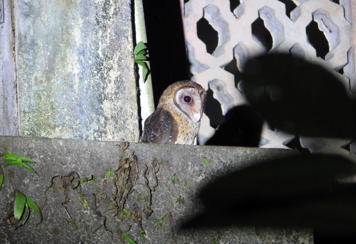 Andaman Peçeli Baykuşu - ML619326343