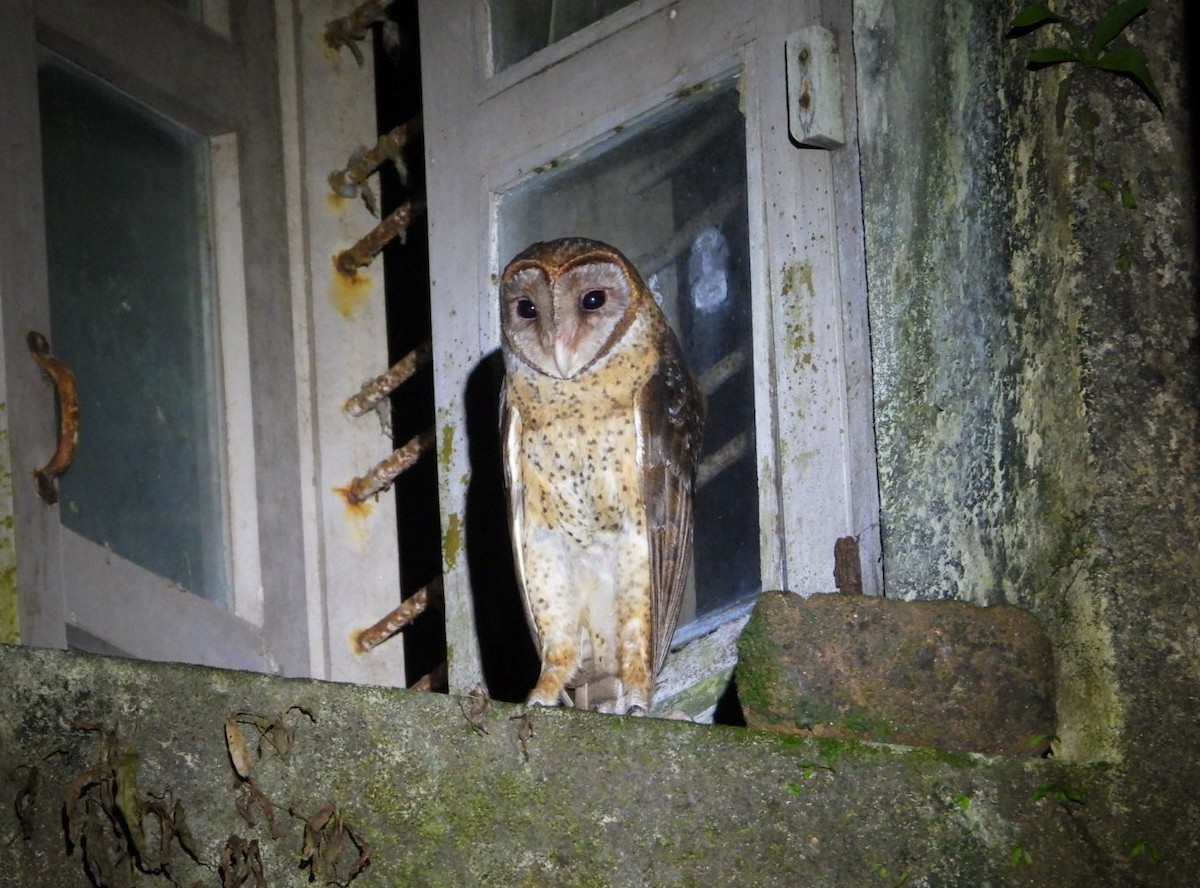 Andaman Masked-Owl - ML619326344