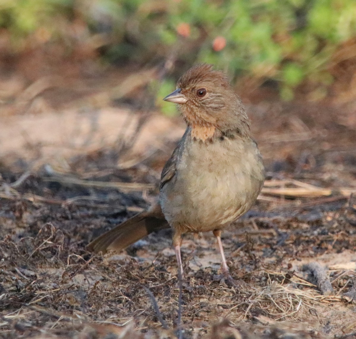 California Towhee - ML619326351