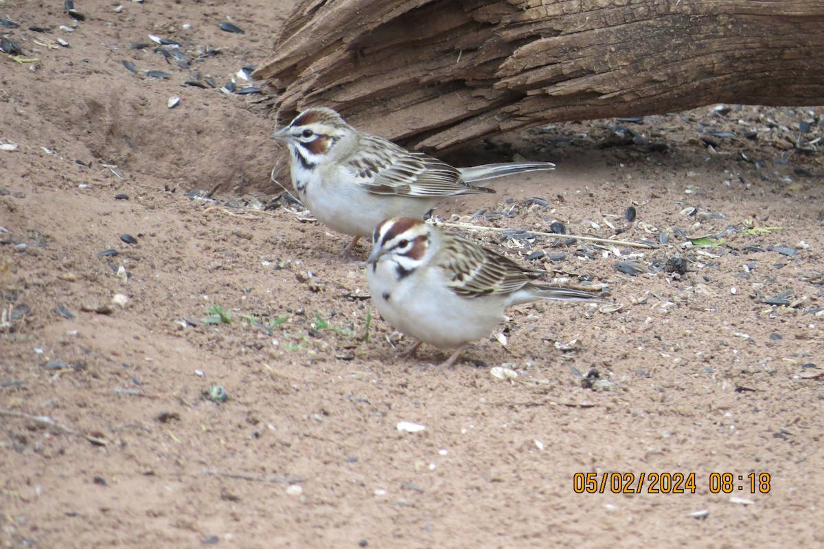 Lark Sparrow - ML619326353