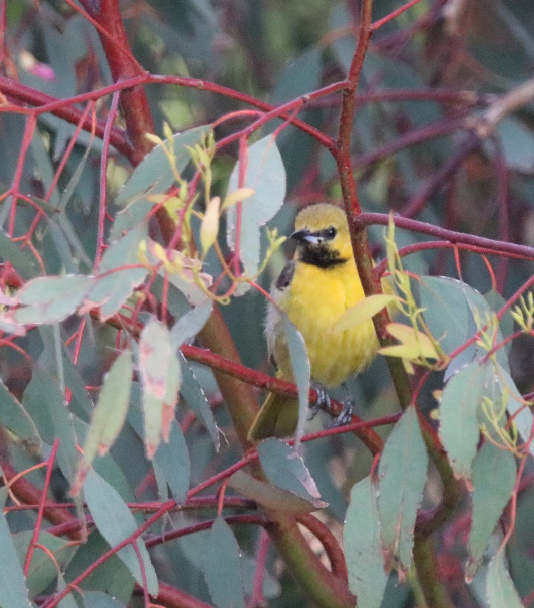 Hooded Oriole - Rachel Street