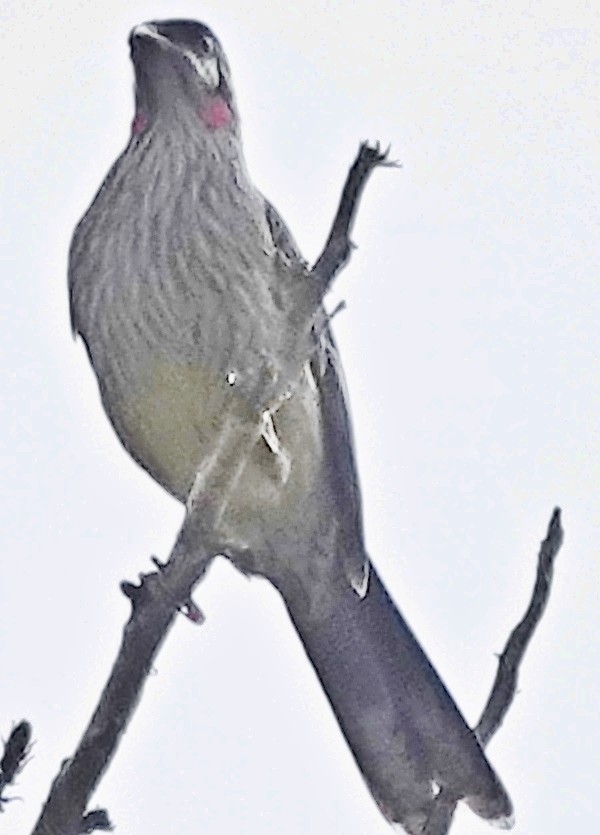 Red Wattlebird - Alan Coates