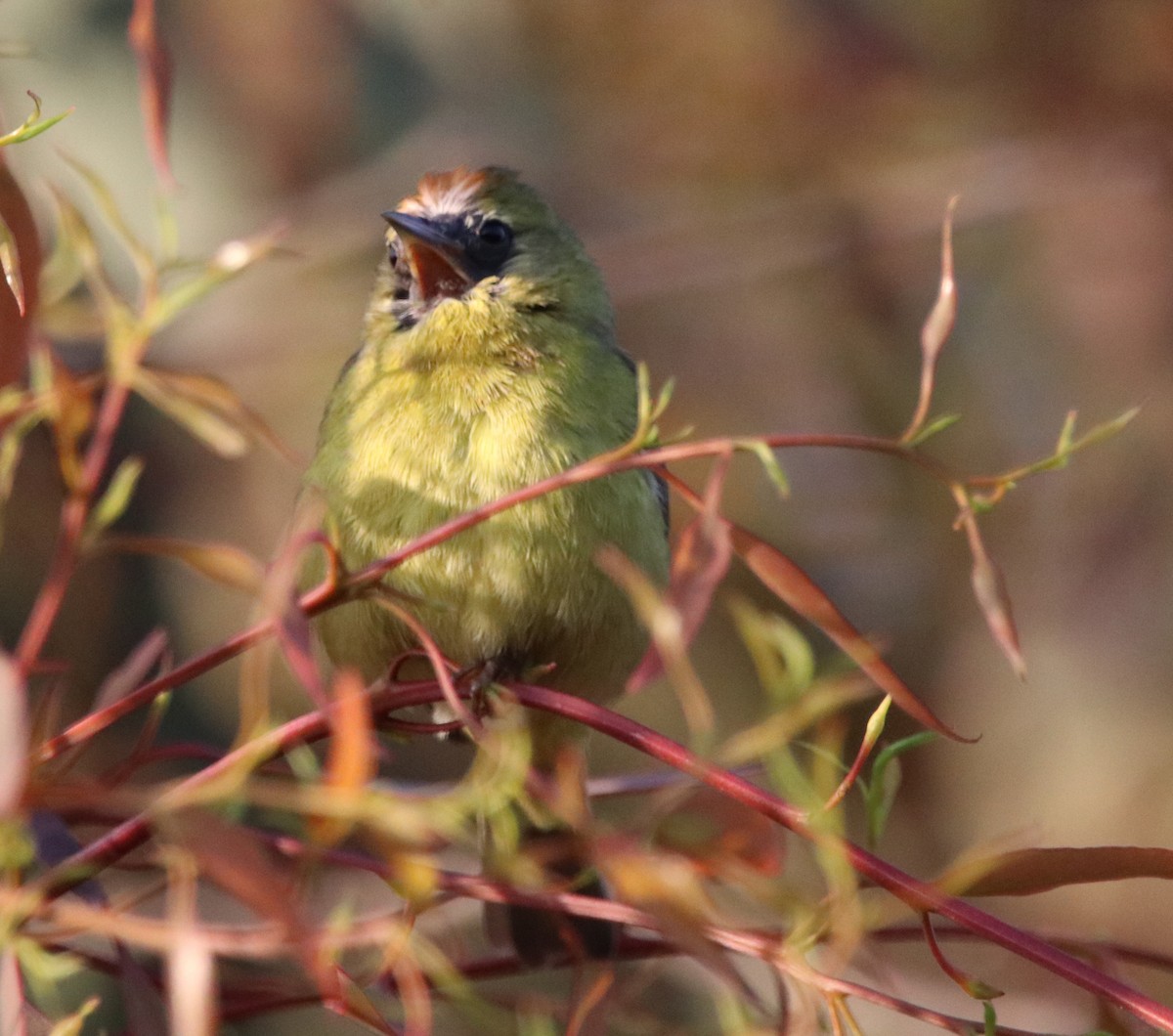 new world oriole sp. - ML619326366