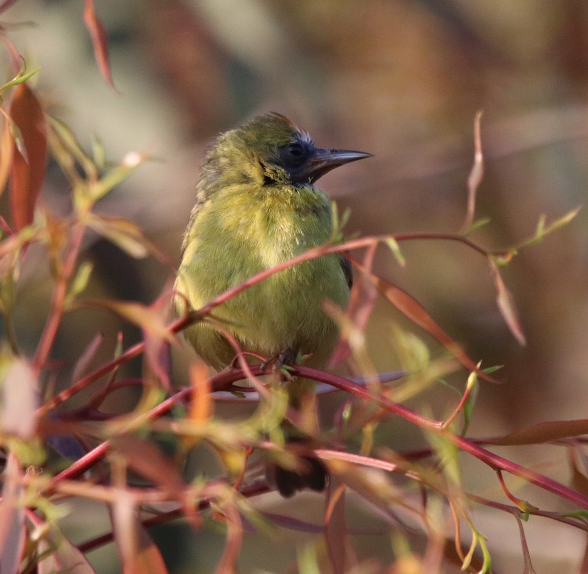 new world oriole sp. - ML619326367