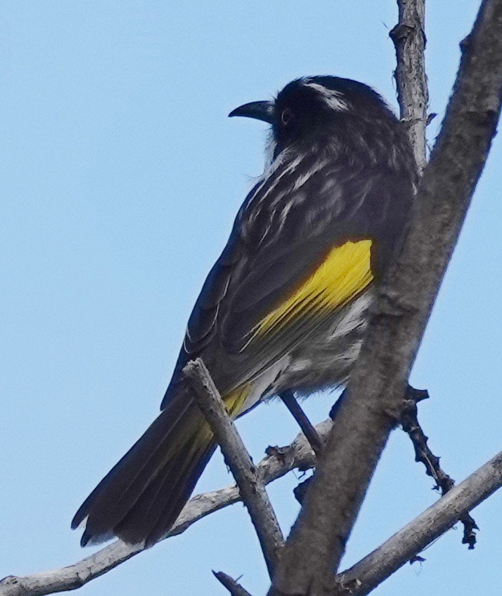 New Holland Honeyeater - Alan Coates