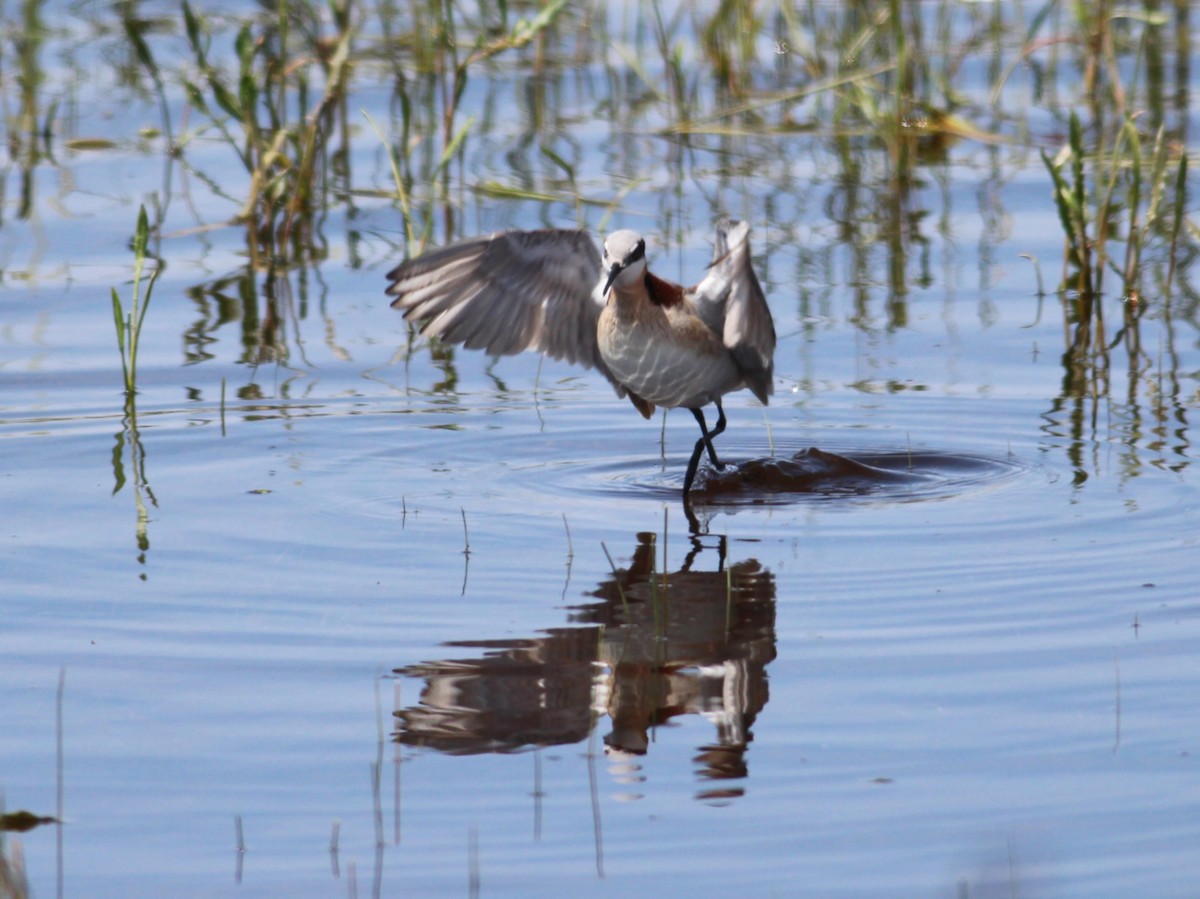 Wilson's Phalarope - Kyle Eckland