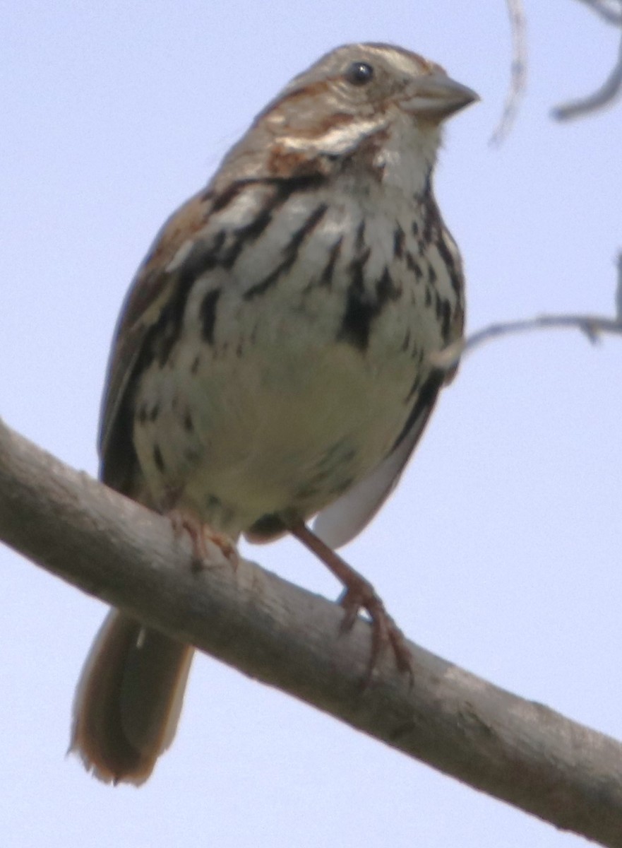 Song Sparrow - Barry Spolter