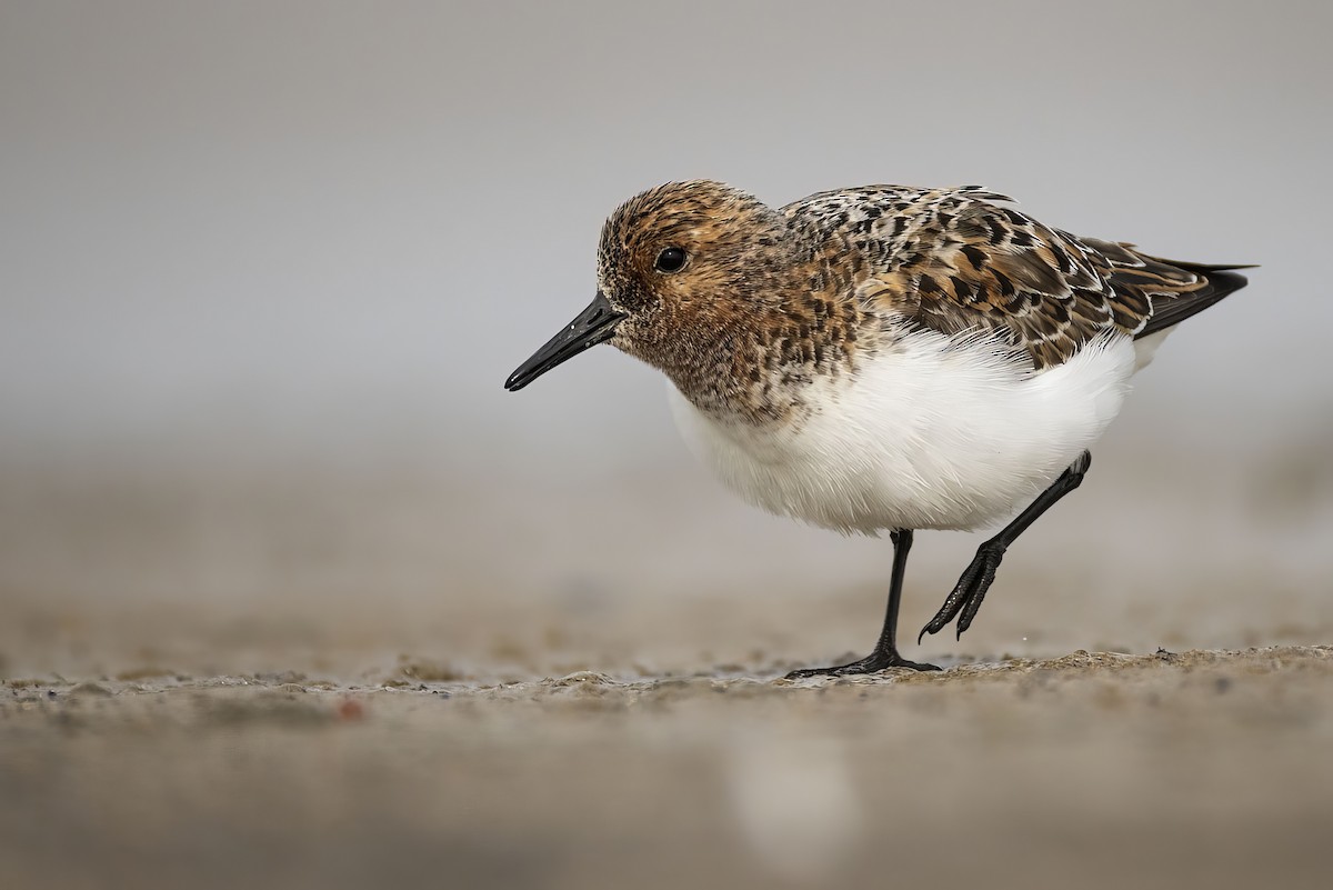 Sanderling - Gerald Romanchuk