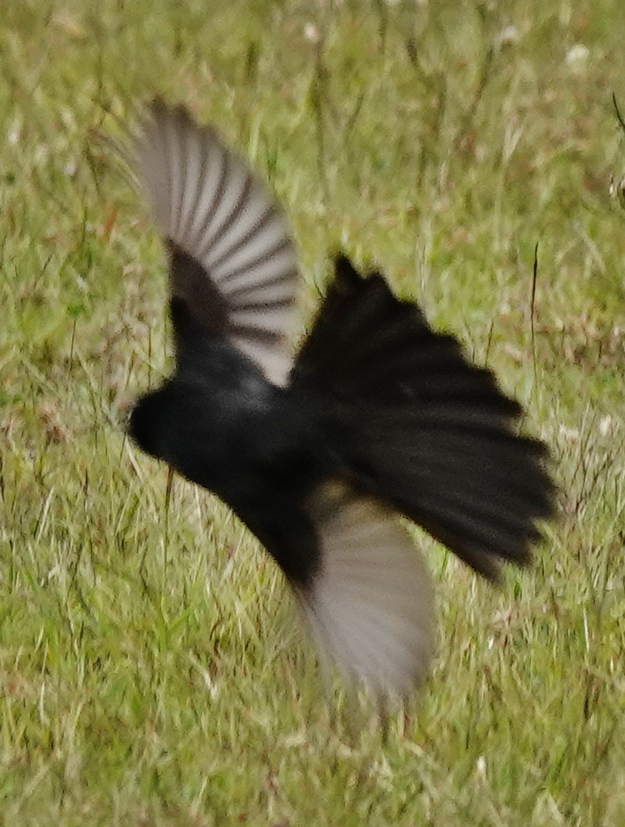 Willie-wagtail - Alan Coates