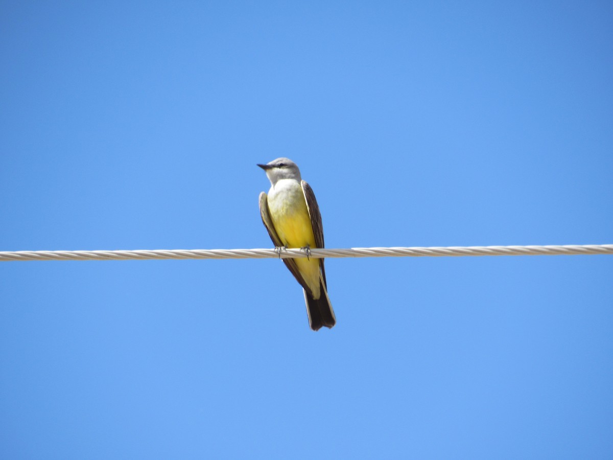 Western Kingbird - Gabe Curtis