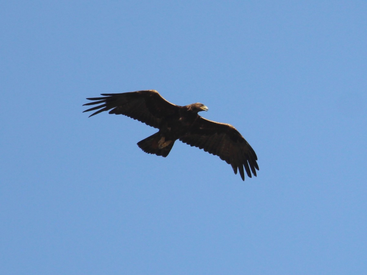 Golden Eagle - Kyle Eckland