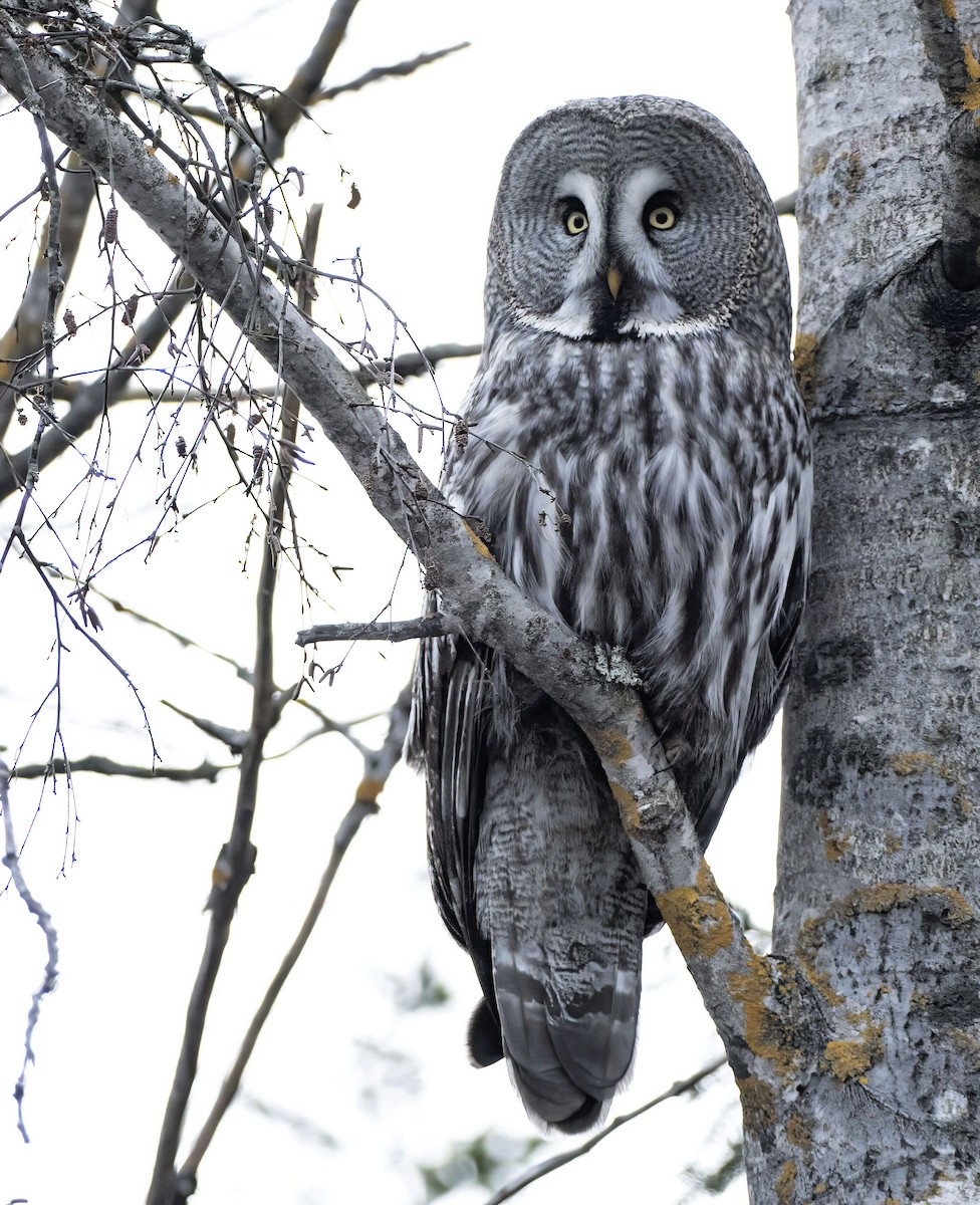 Great Gray Owl - Per Alström