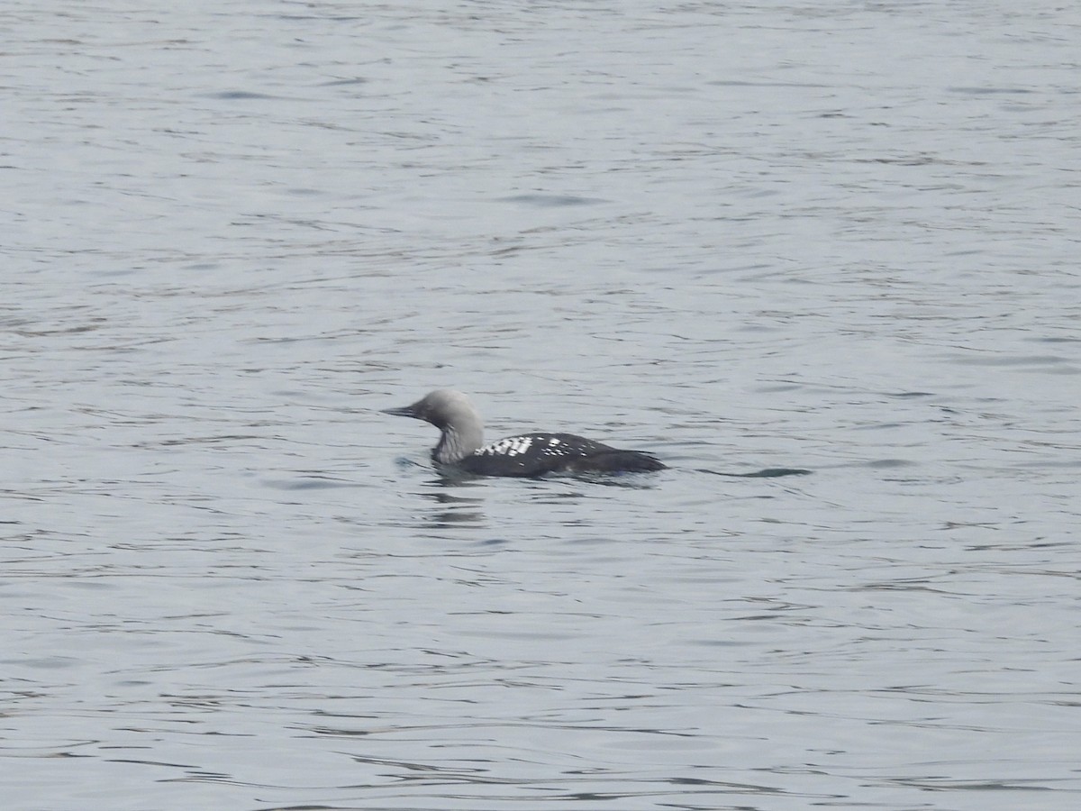 Pacific Loon - Ariel Potter