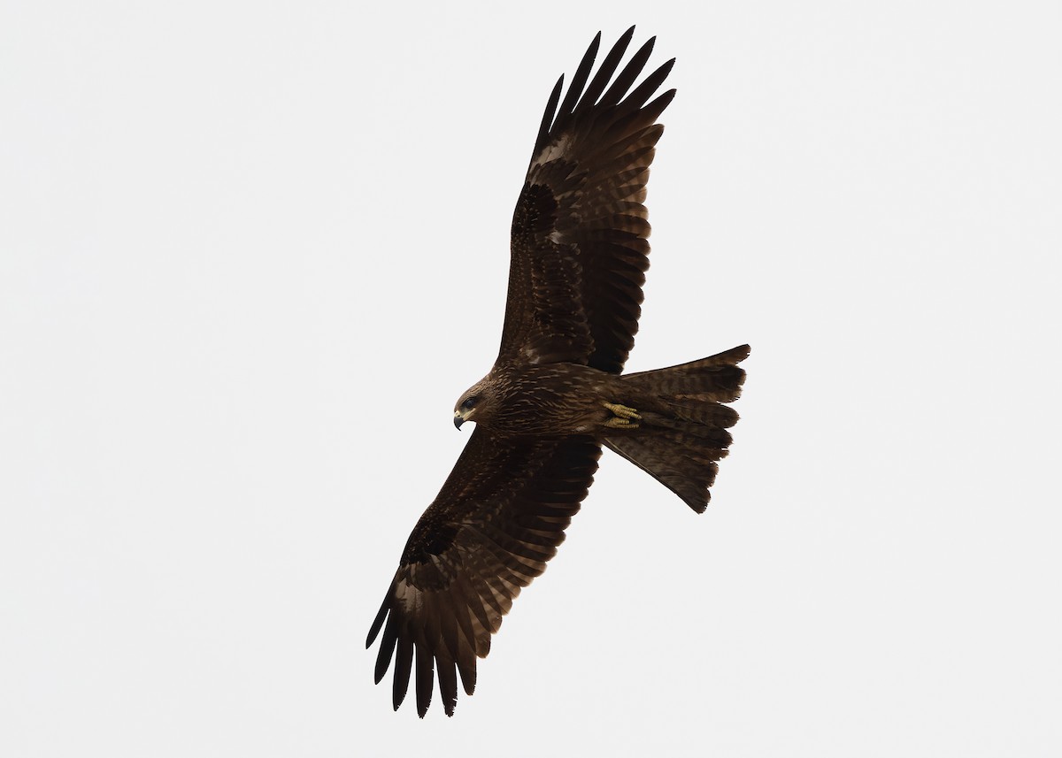 Black Kite (Black) - Ayuwat Jearwattanakanok