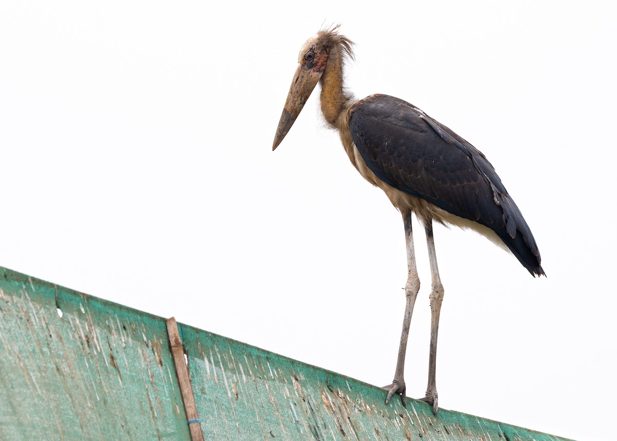 Lesser Adjutant - Ayuwat Jearwattanakanok