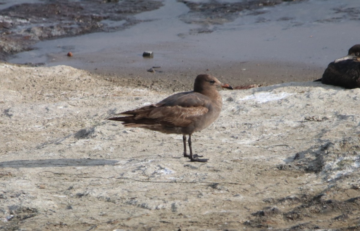 Heermann's Gull - ML619326493