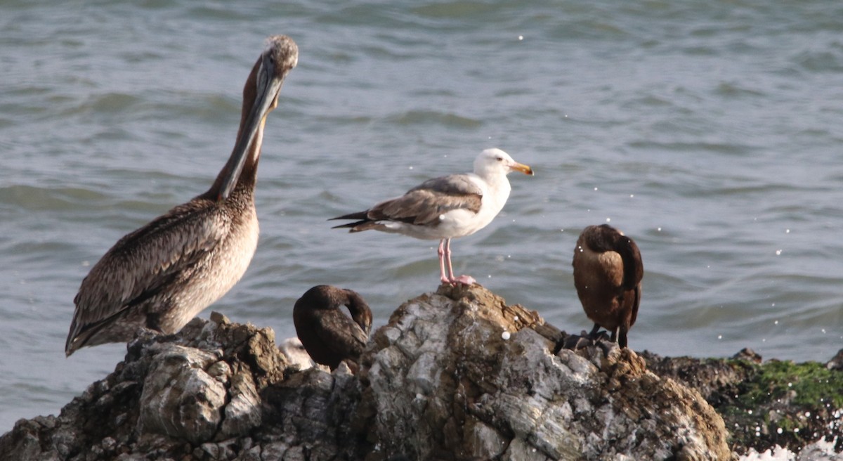 Western Gull - ML619326504