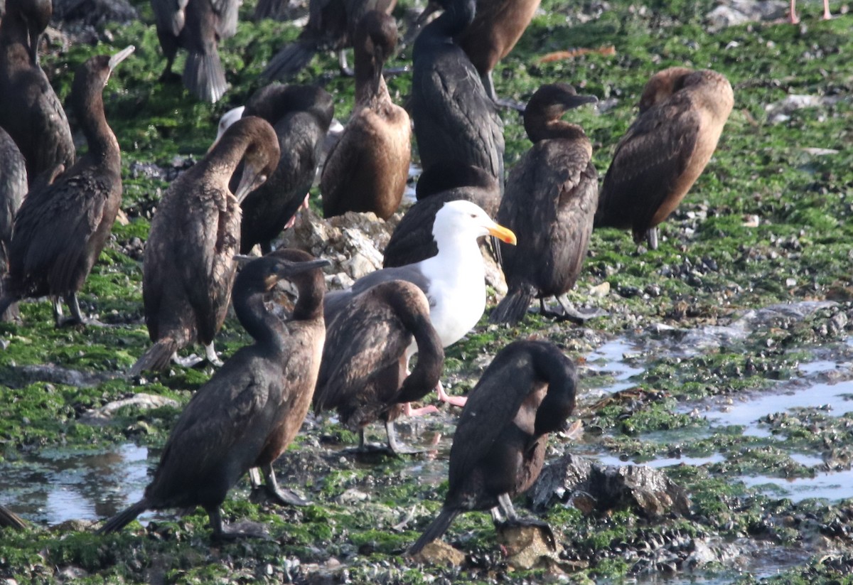 Gaviota Occidental - ML619326505