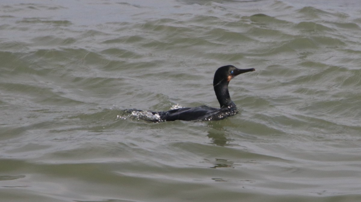 Brandt's Cormorant - Rachel Street