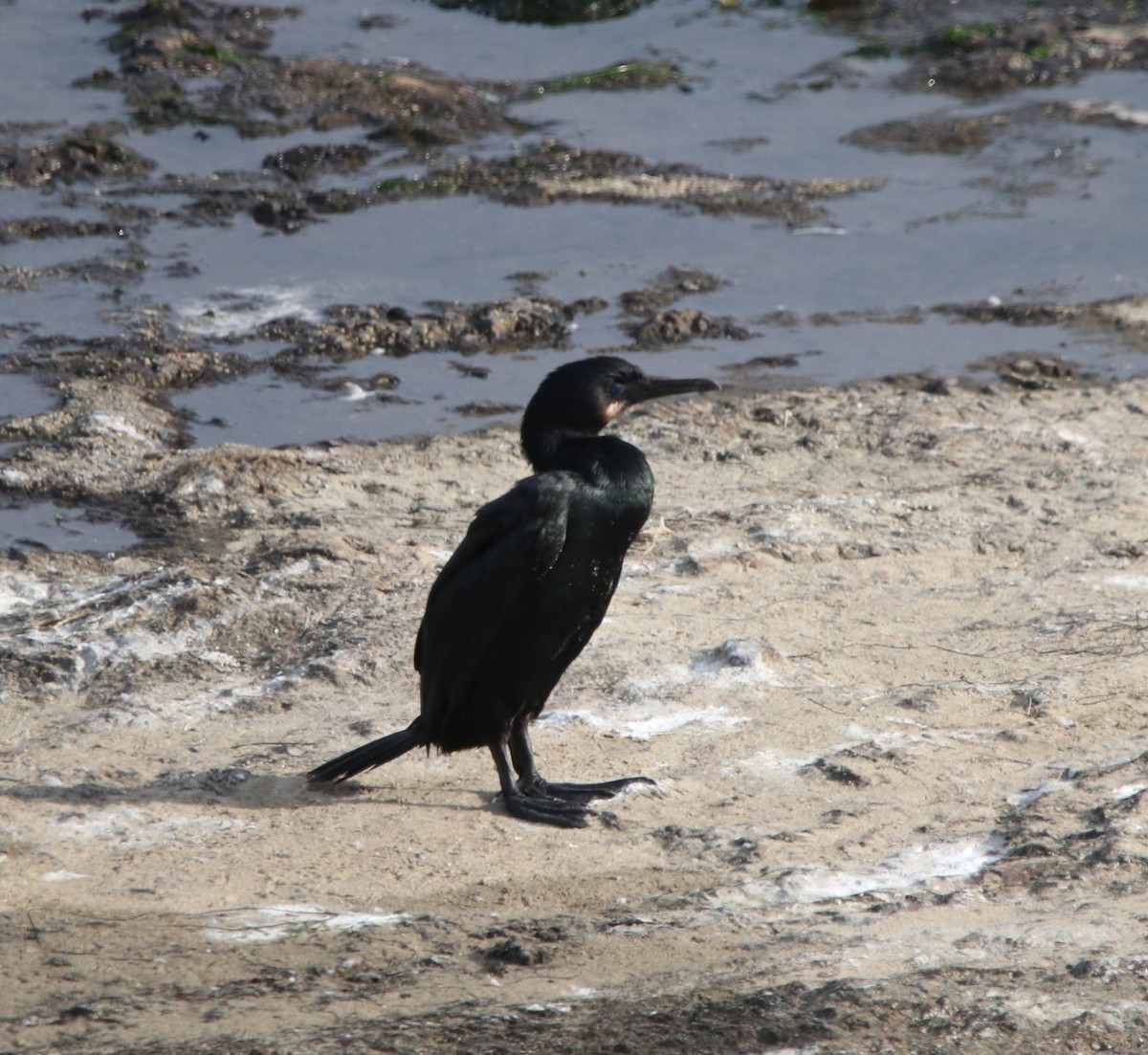 Brandt's Cormorant - ML619326511