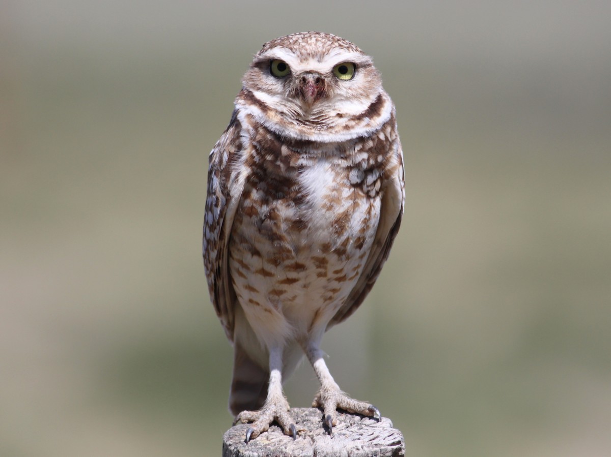 Burrowing Owl - Kyle Eckland