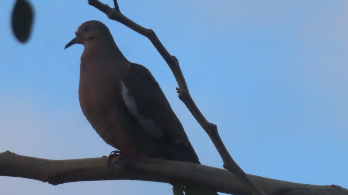 White-winged Dove - Gregory Allen