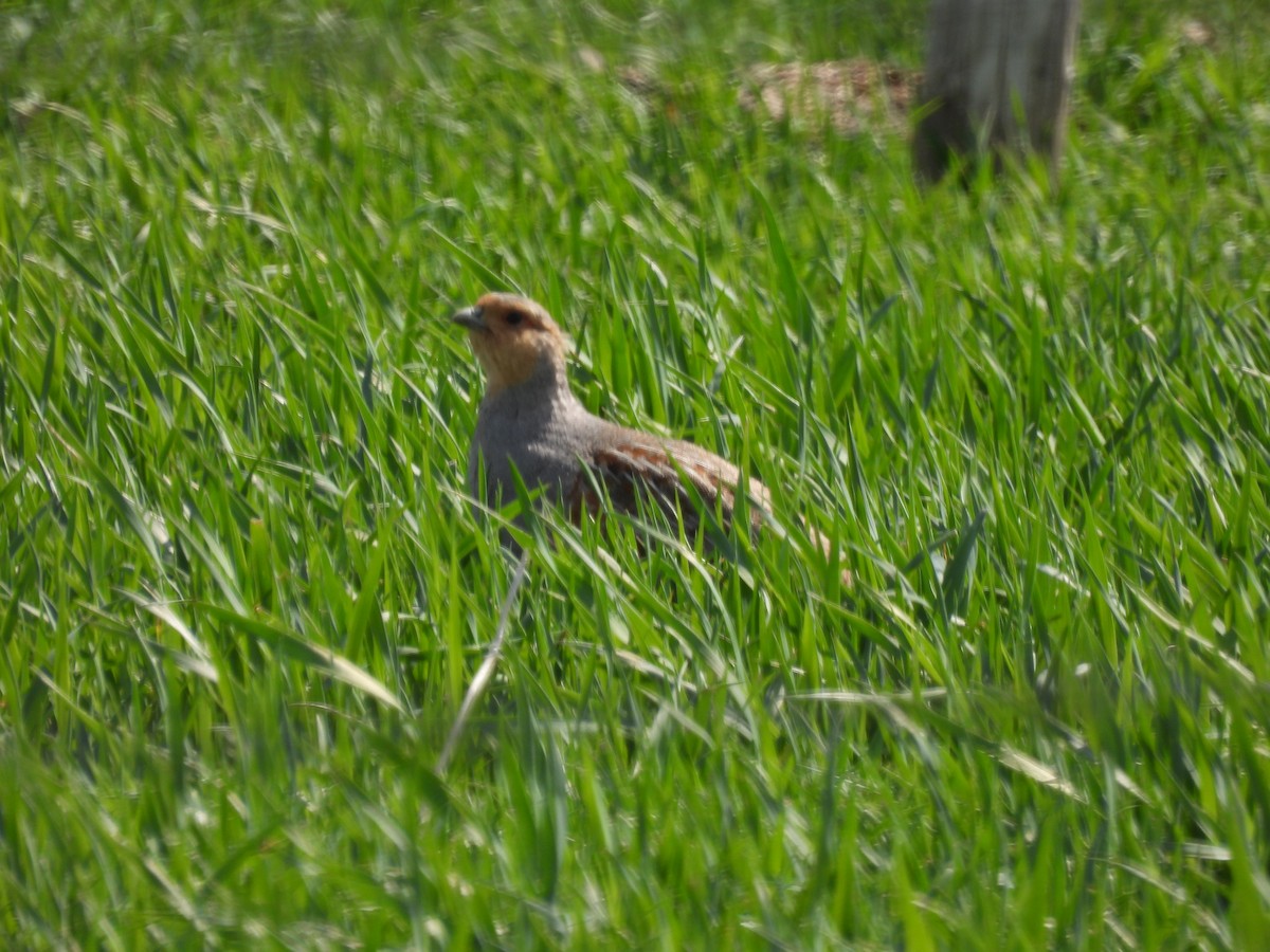 Gray Partridge - Robert Leonhardt