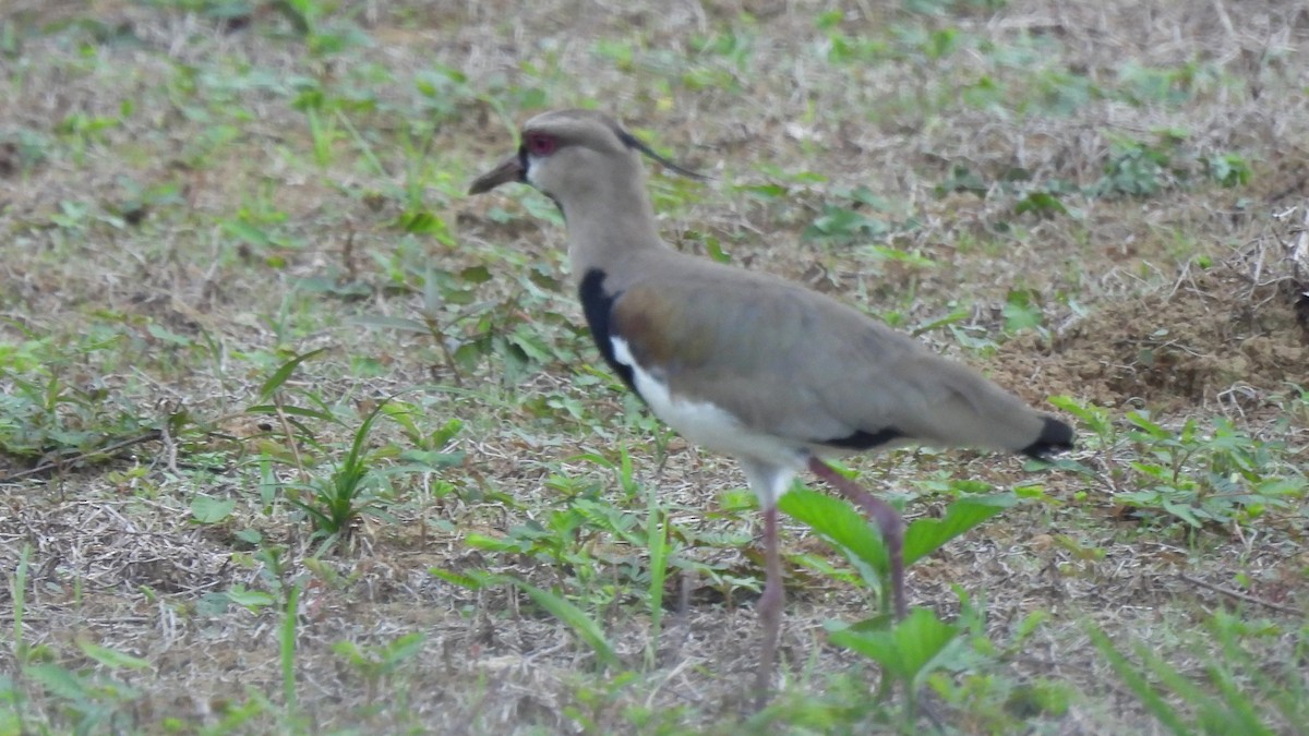 Southern Lapwing - ML619326593