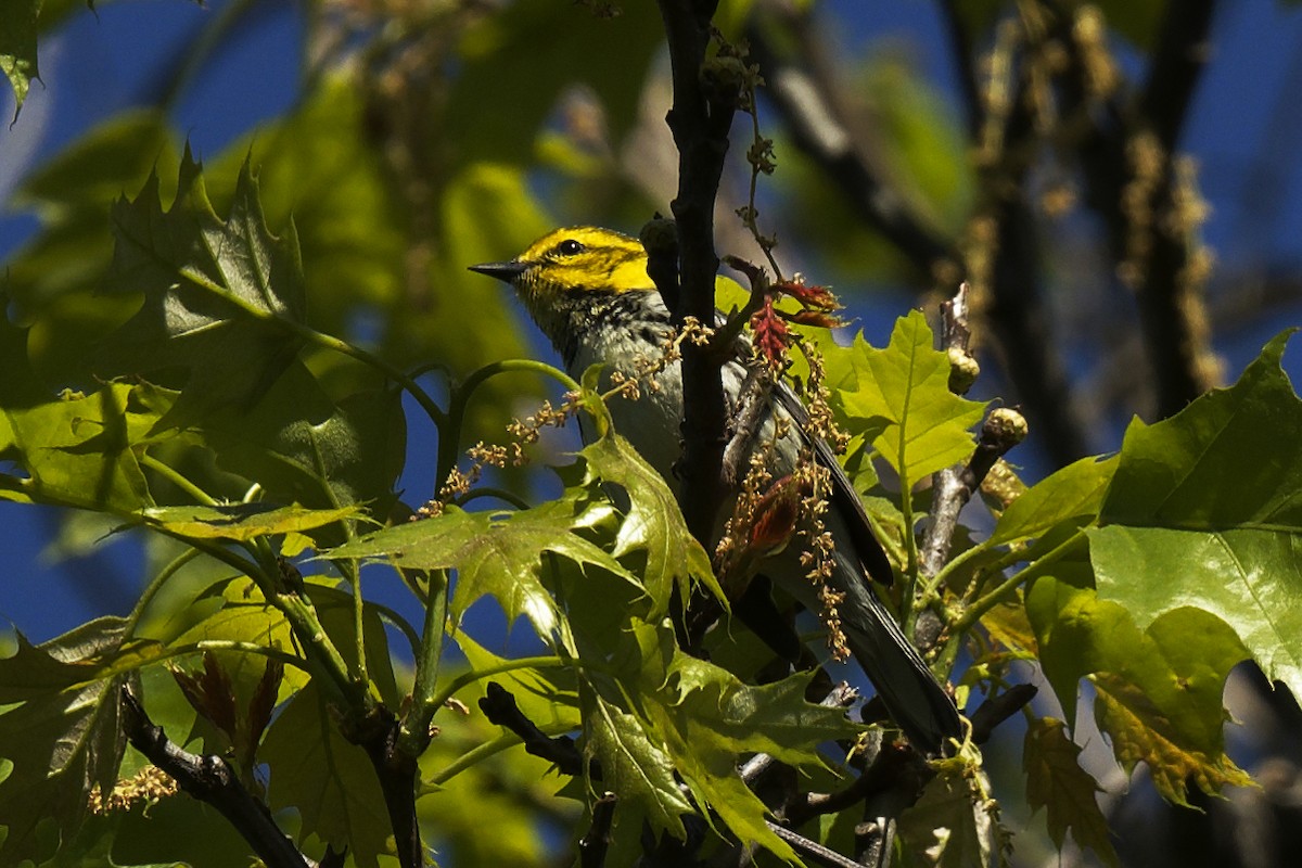 Black-throated Green Warbler - Michel Letendre