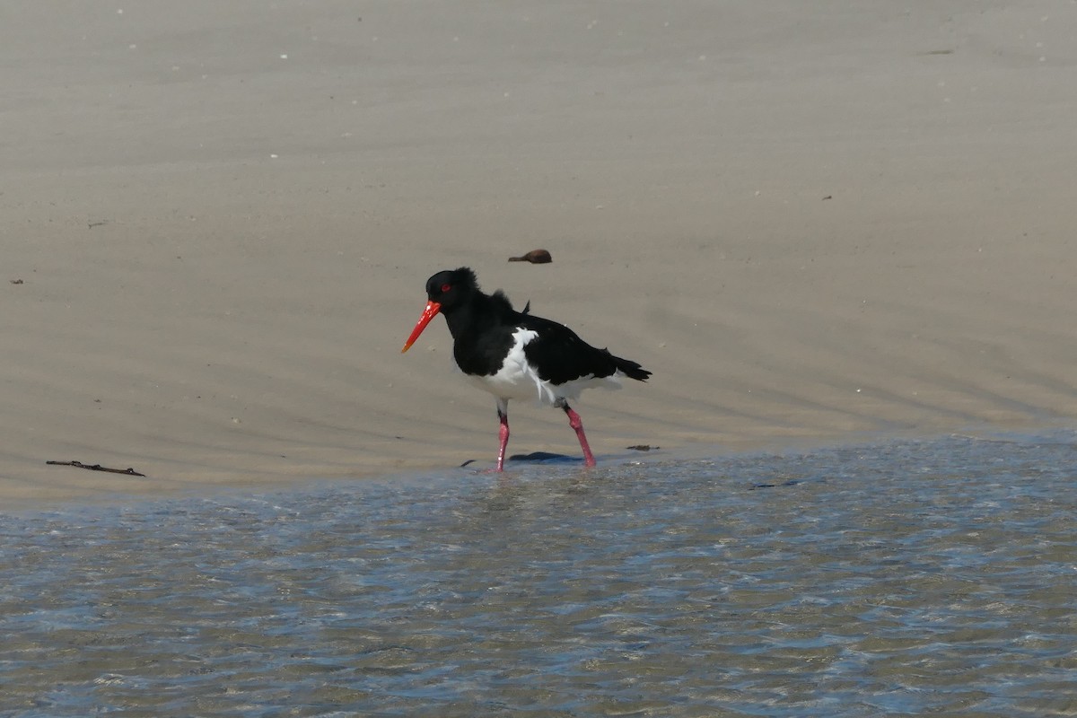 Pied Oystercatcher - May Britton