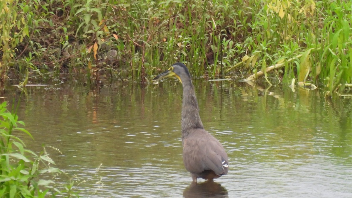 Bare-throated Tiger-Heron - Karen Evans