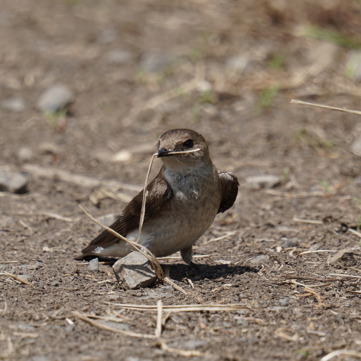 Northern Rough-winged Swallow - Matthew Mottern
