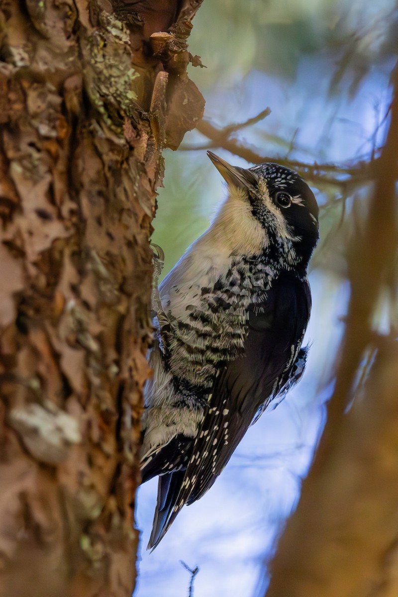 American Three-toed Woodpecker - Sean Neilson
