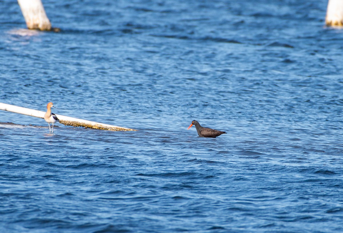 Black Oystercatcher - Noah Eckman