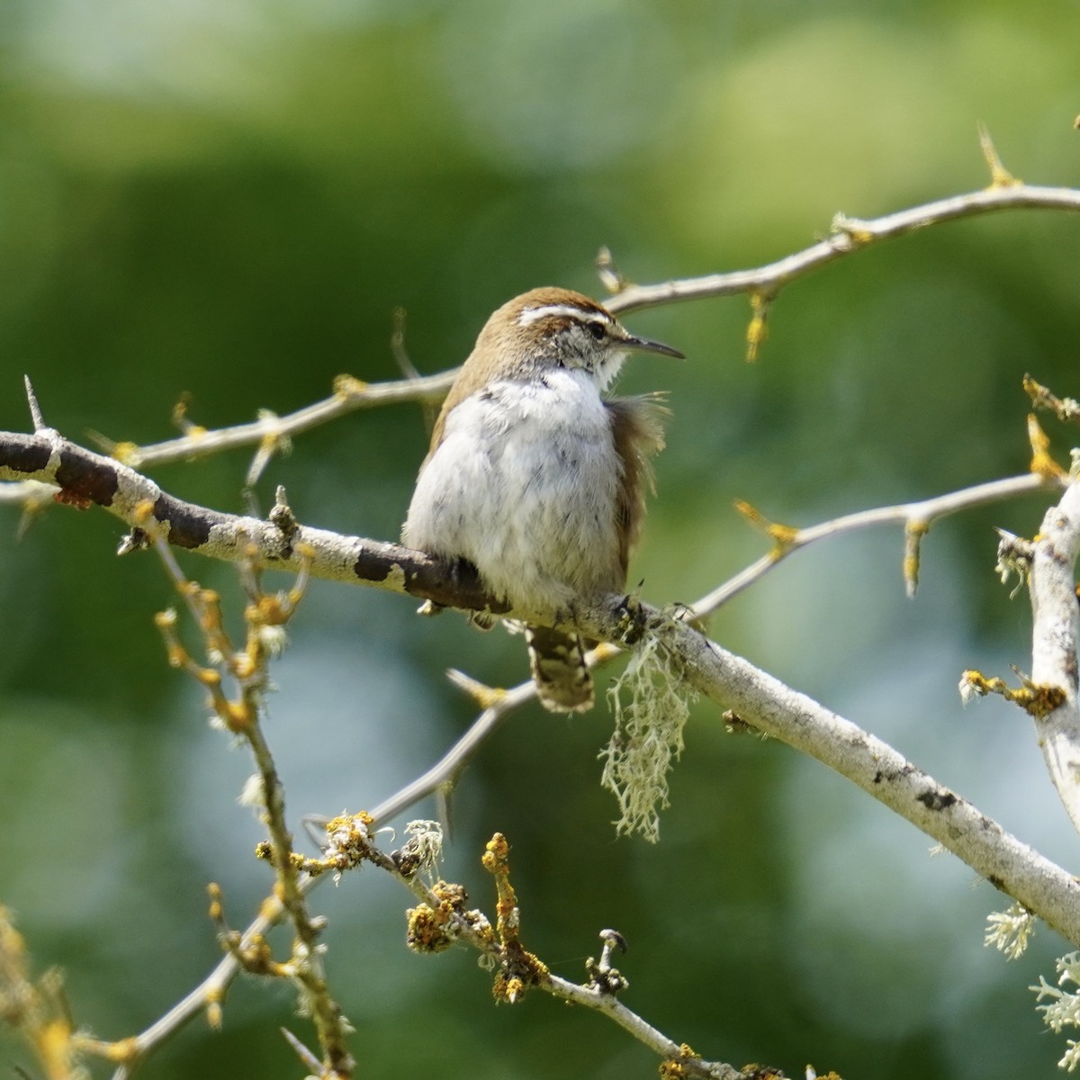 Bewick's Wren - Matthew Mottern