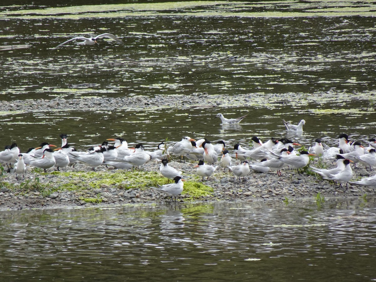 Elegant/Royal Tern - ML619326643