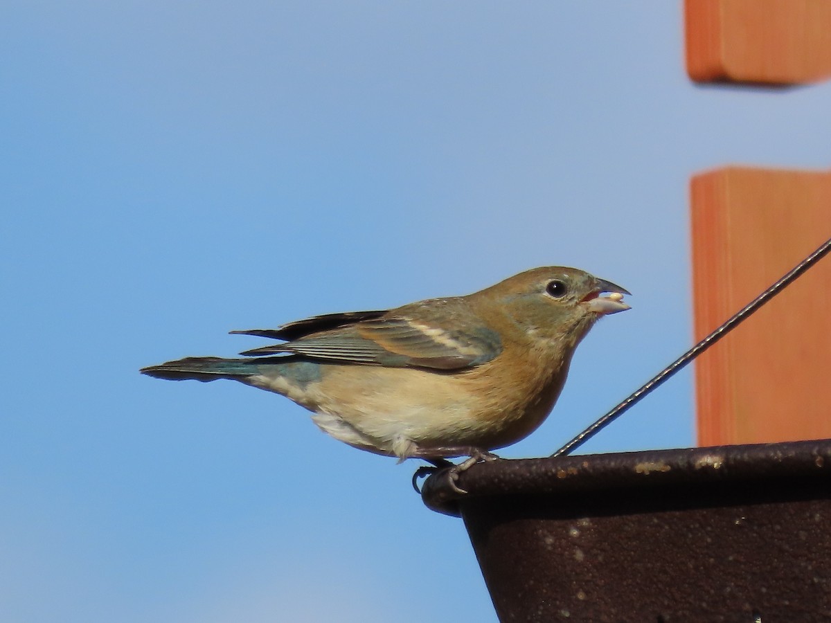 Lazuli Bunting - ML619326648