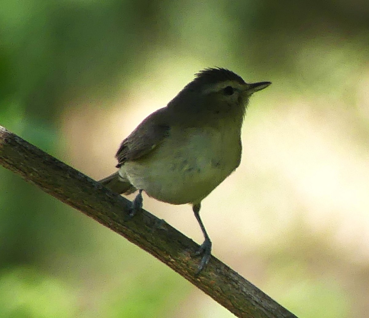 Warbling Vireo - Guadalupe Esquivel Uribe