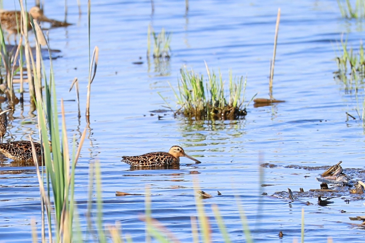 kortnebbekkasinsnipe - ML619326652