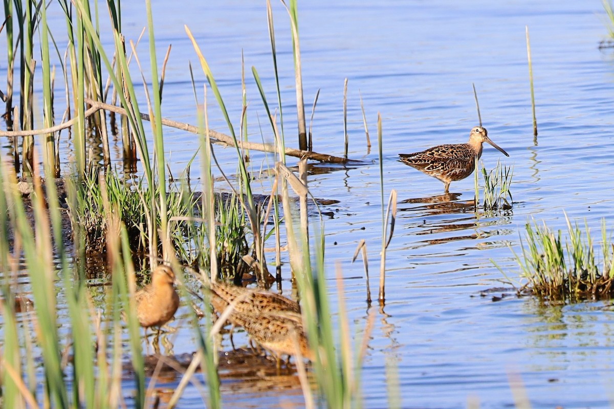 Short-billed Dowitcher - Nolan Kerr