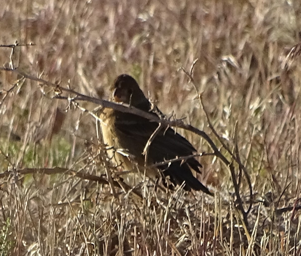 Blue Grosbeak - ML619326656