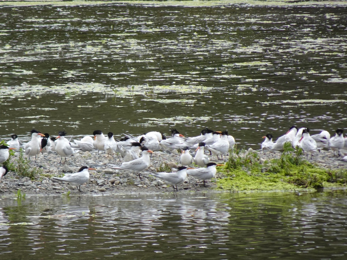 Elegant/Royal Tern - ML619326657