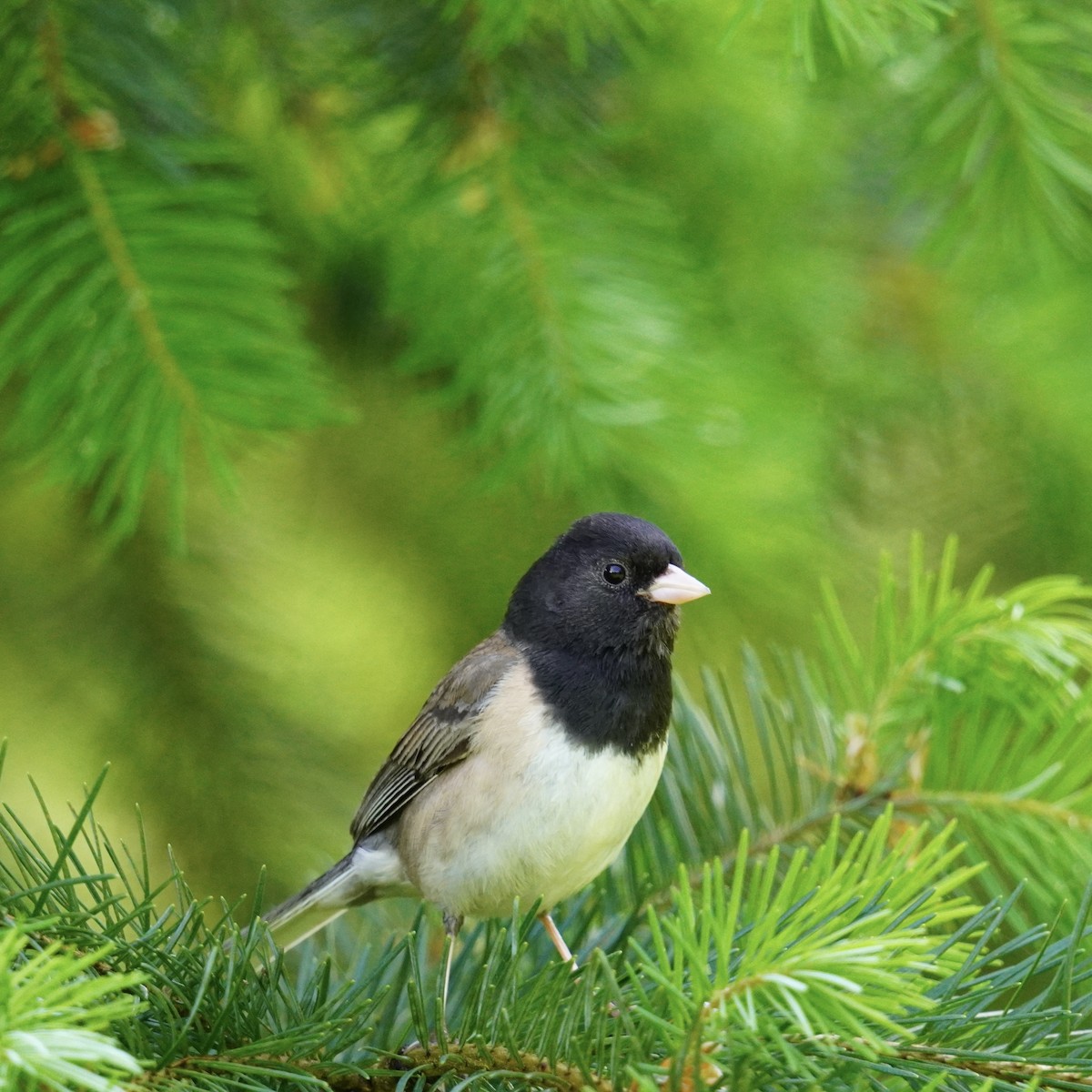 Dark-eyed Junco - ML619326658