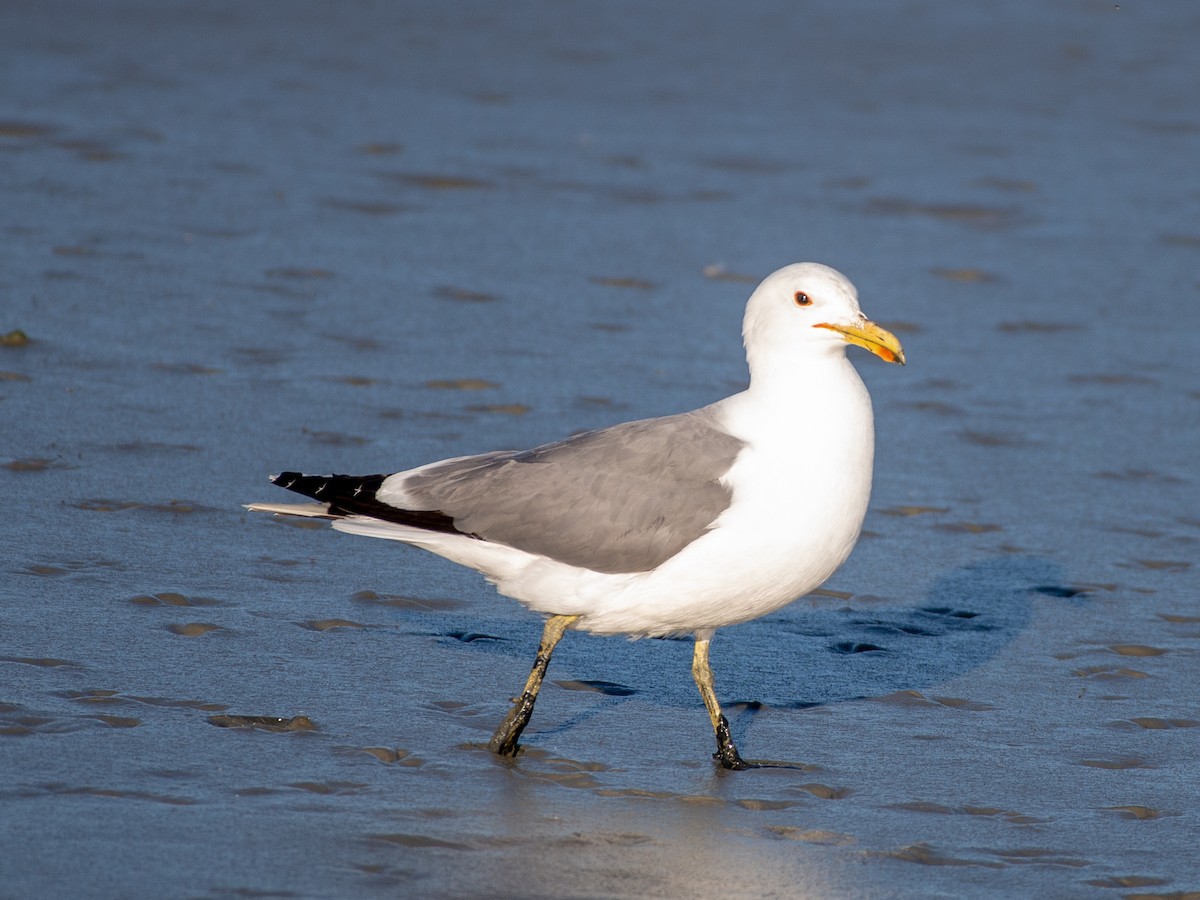 California Gull - Noah Eckman