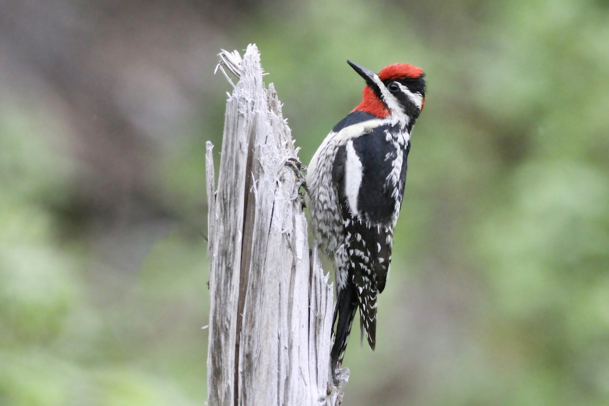 Red-naped Sapsucker - Daniel Graca