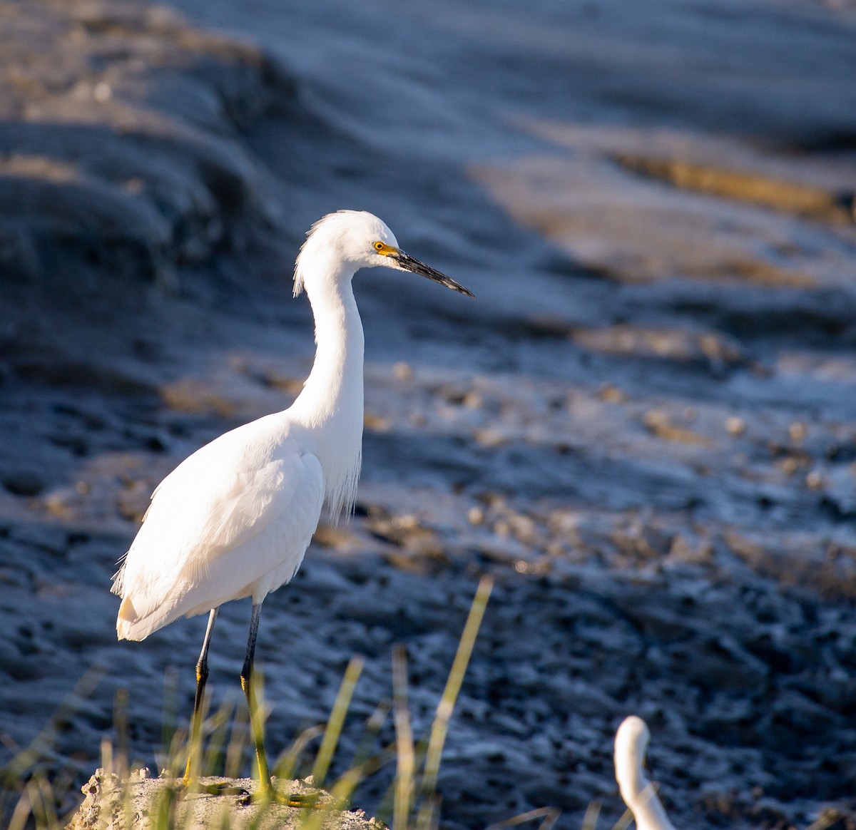 Snowy Egret - Noah Eckman