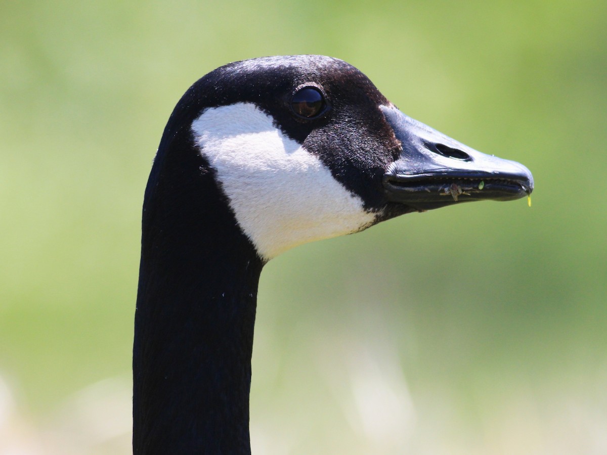 Canada Goose - ML619326670