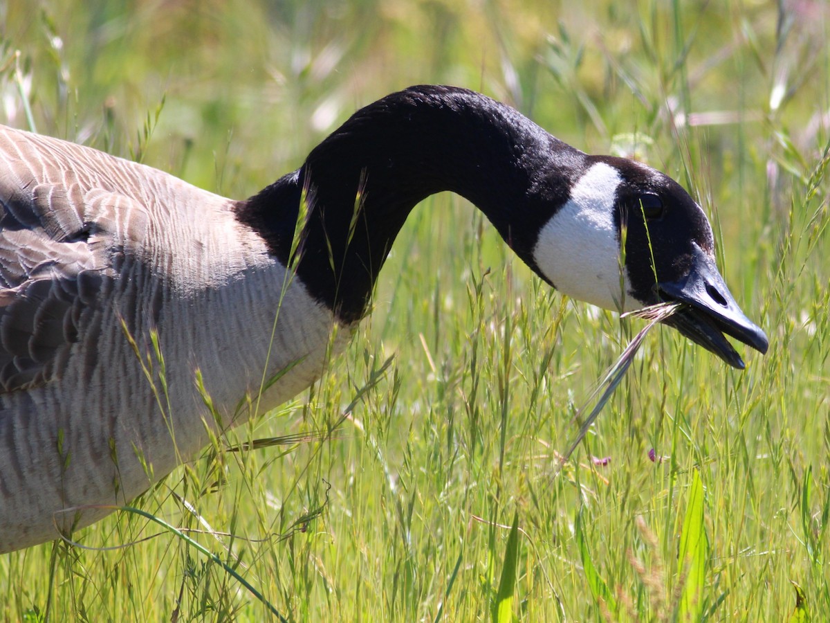 Canada Goose - ML619326672