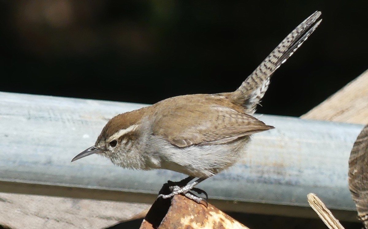 Bewick's Wren - Guadalupe Esquivel Uribe