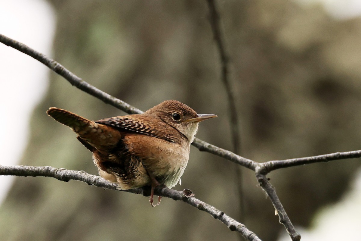 House Wren - ML619326683